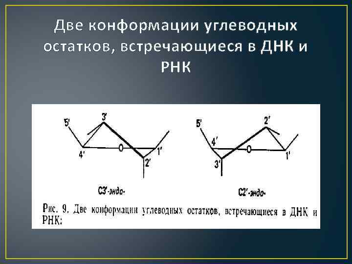 Две конформации углеводных остатков, встречающиеся в ДНК и РНК 