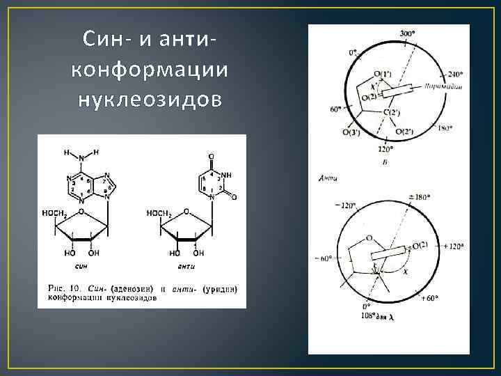 Син- и антиконформации нуклеозидов 