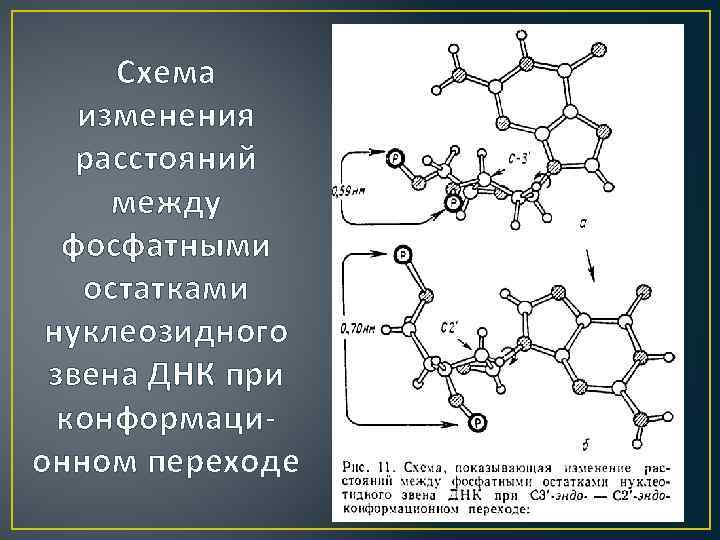 Схема изменения расстояний между фосфатными остатками нуклеозидного звена ДНК при конформационном переходе 