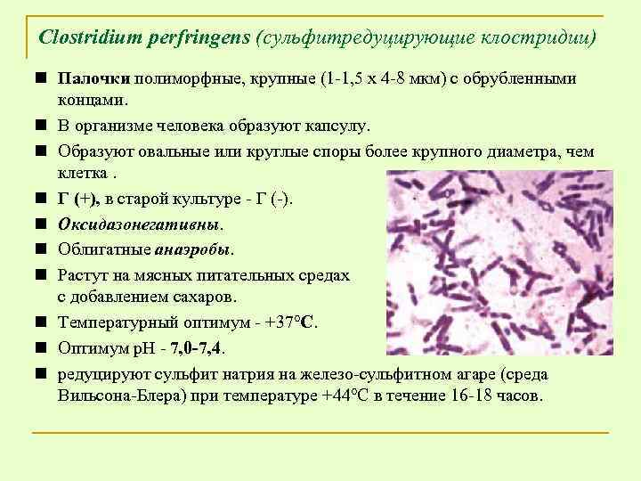 Clostridium perfringens (сульфитредуцирующие клостридии) n Палочки полиморфные, крупные (1 -1, 5 x 4 -8