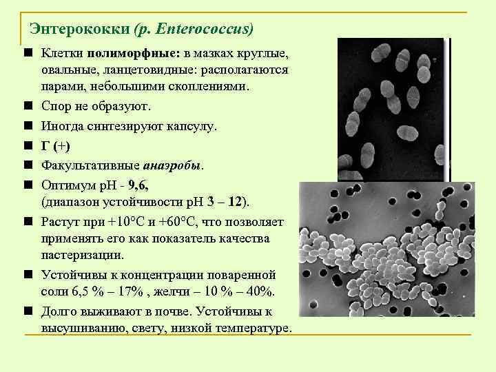 Энтерококки (р. Enterococcus) n Клетки полиморфные: в мазках круглые, овальные, ланцетовидные: располагаются парами, небольшими
