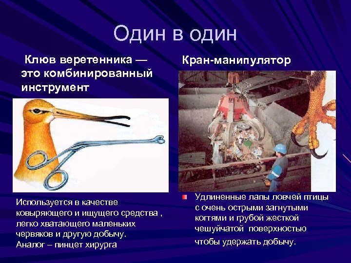 Один в один Клюв веретенника — это комбинированный инструмент Используется в качестве ковыряющего и