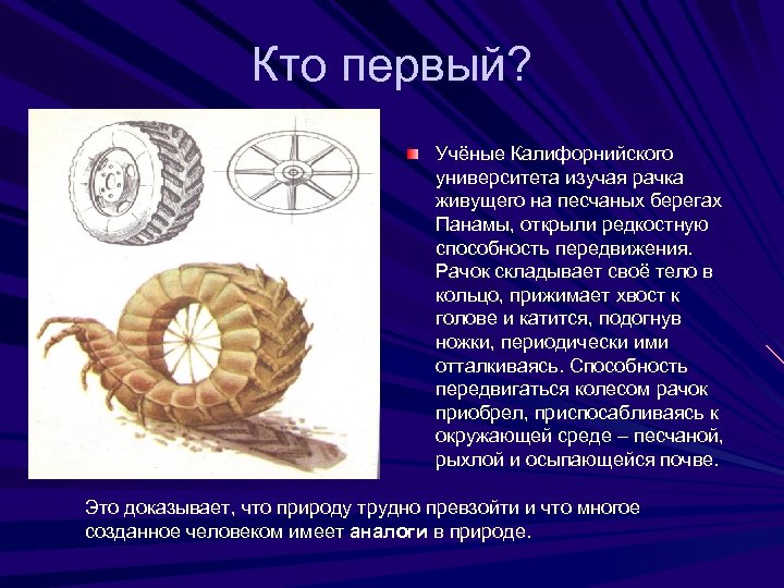 Кто первый? Учёные Калифорнийского университета изучая рачка живущего на песчаных берегах Панамы, открыли редкостную