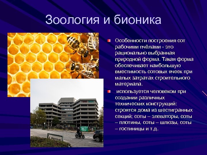 Зоология и бионика Особенности построения сот рабочими пчёлами - это рационально выбранная природной форма.