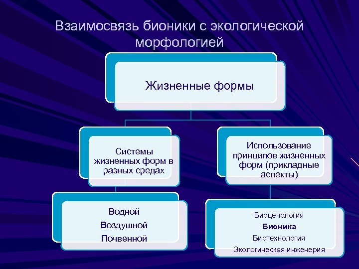 Взаимосвязь бионики с экологической морфологией Жизненные формы Системы жизненных форм в разных средах Водной