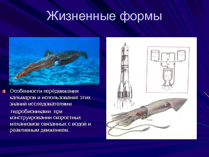 Жизненные формы Особенности передвижения кальмаров и использование этих знаний исследователями гидробиониками при конструировании скоростных