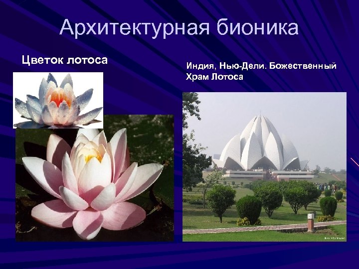 Архитектурная бионика Цветок лотоса Индия, Нью-Дели. Божественный Храм Лотоса 