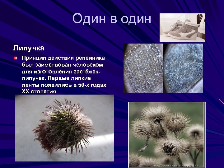 Один в один Липучка Принцип действия репейника был заимствован человеком для изготовления застёжеклипучек. Первые