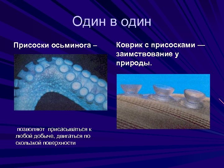 Один в один Присоски осьминога – позволяют присасываться к любой добыче, двигаться по скользкой