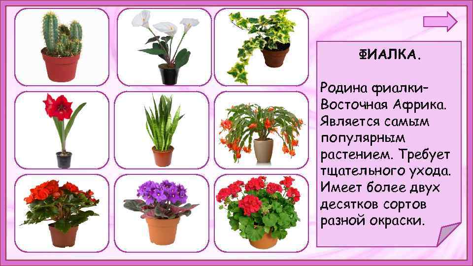 ФИАЛКА. Родина фиалки– Восточная Африка. Является самым. популярным растением. Требует тщательного ухода. Имеет более