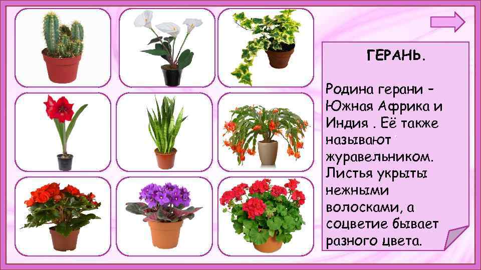 ГЕРАНЬ. Родина герани – Южная Африка и Индия. Её также. называют журавельником. Листья укрыты