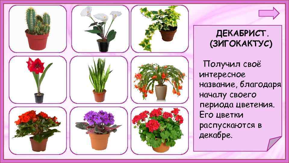 ДЕКАБРИСТ. (ЗИГОКАКТУС) Получил своё интересное. название, благодаря началу своего периода цветения. Его цветки распускаются
