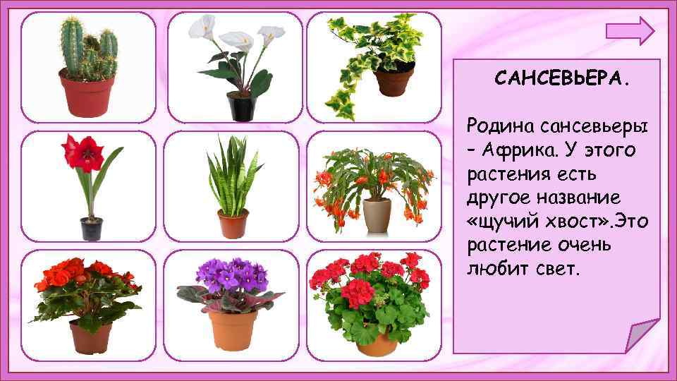 САНСЕВЬЕРА. Родина сансевьеры – Африка. У этого растения есть. другое название «щучий хвост» .