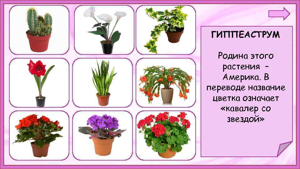 ГИППЕАСТРУМ Родина этого растения – Америка. В. переводе название цветка означает «кавалер со звездой»