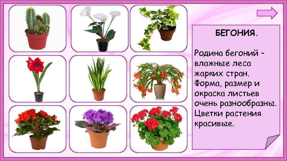 БЕГОНИЯ. Родина бегоний – влажные леса жарких стран. . Форма, размер и окраска листьев