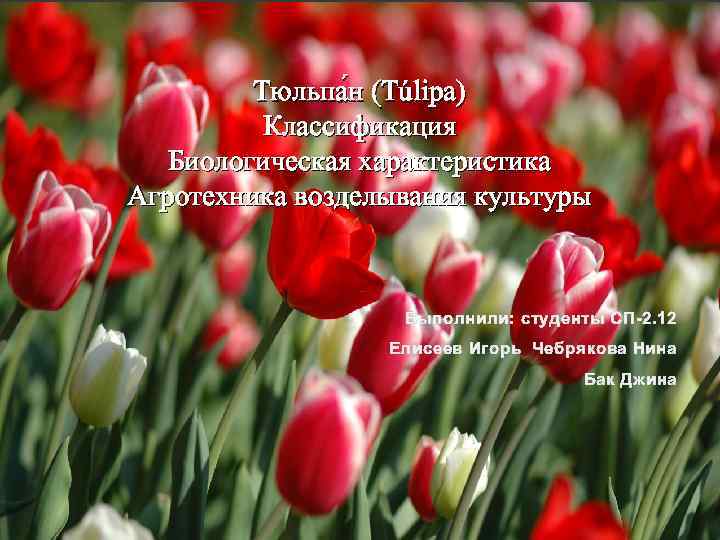 Тюльпа н (Túlipa) Классификация Биологическая характеристика Агротехника возделывания культуры Выполнили: студенты СП-2. 12 Елисеев