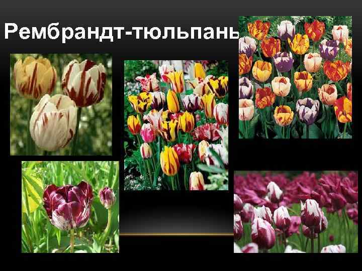 Рембрандт-тюльпаны 