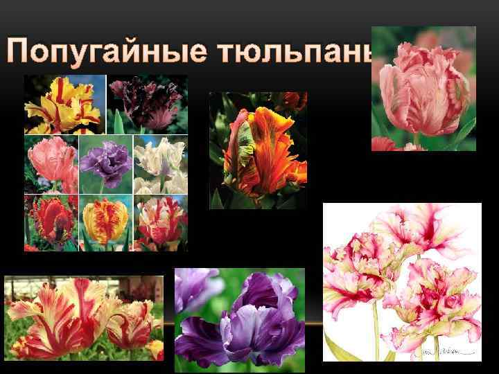 Попугайные тюльпаны 