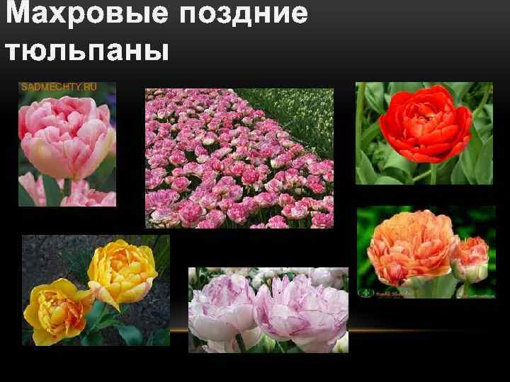 Махровые поздние тюльпаны 