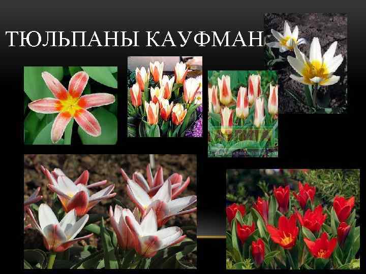 ТЮЛЬПАНЫ КАУФМАНА 