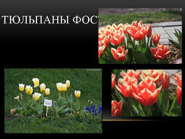 ТЮЛЬПАНЫ ФОСТЕРА 