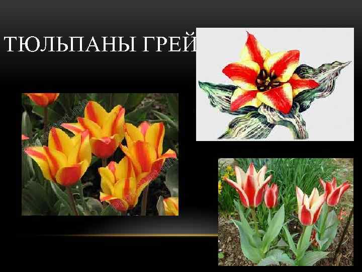 ТЮЛЬПАНЫ ГРЕЙГА 