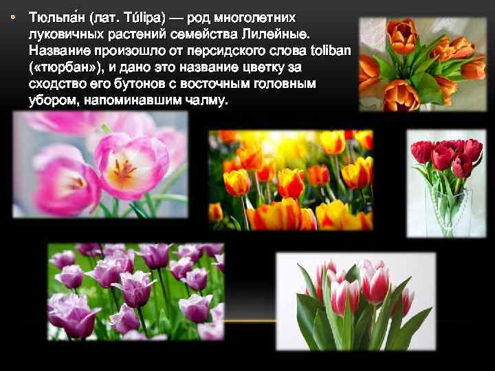  • Тюльпа н (лат. Túlipa) — род многолетних луковичных растений семейства Лилейные. Название