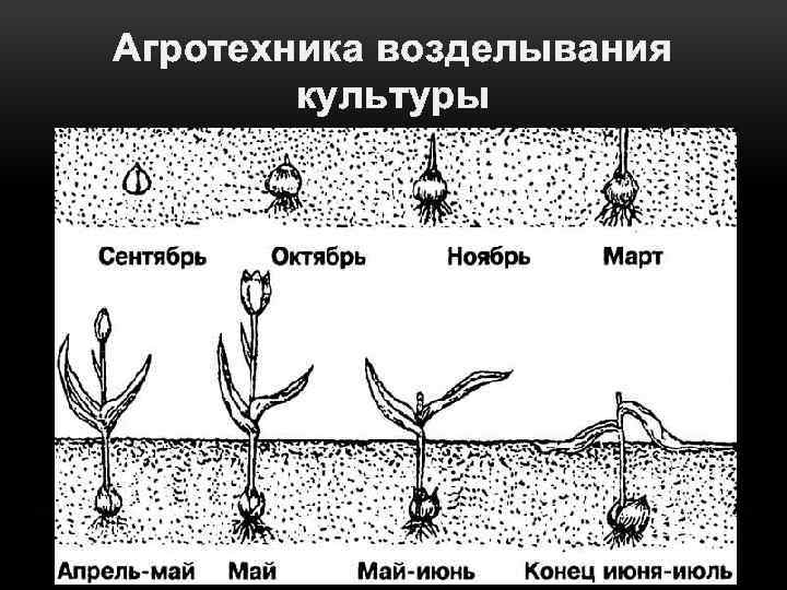 Агротехника возделывания культуры 