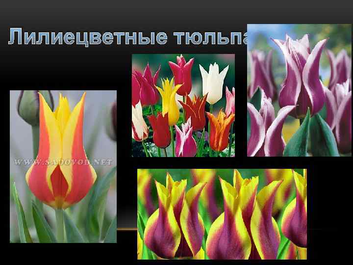 Лилиецветные тюльпаны 