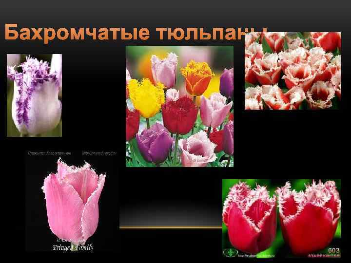Бахромчатые тюльпаны 