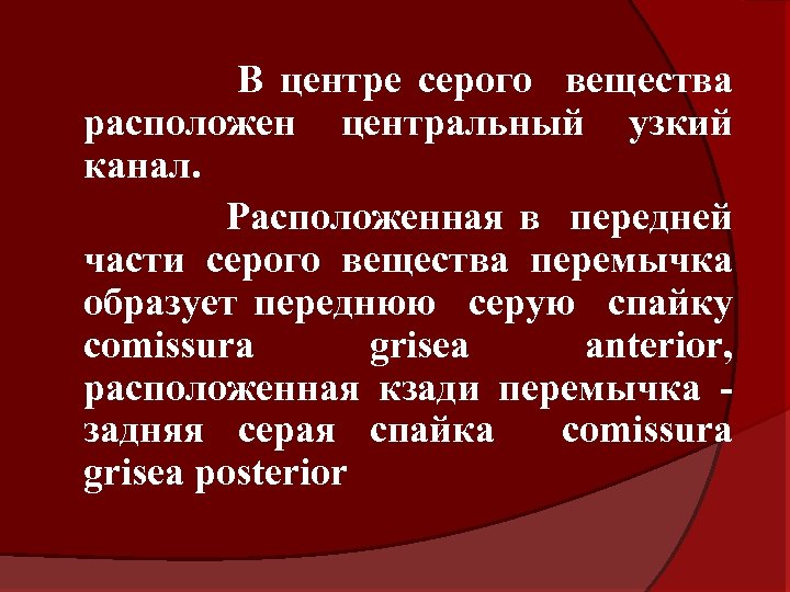 В центре серого вещества расположен центральный узкий канал. Расположенная в передней части серого вещества