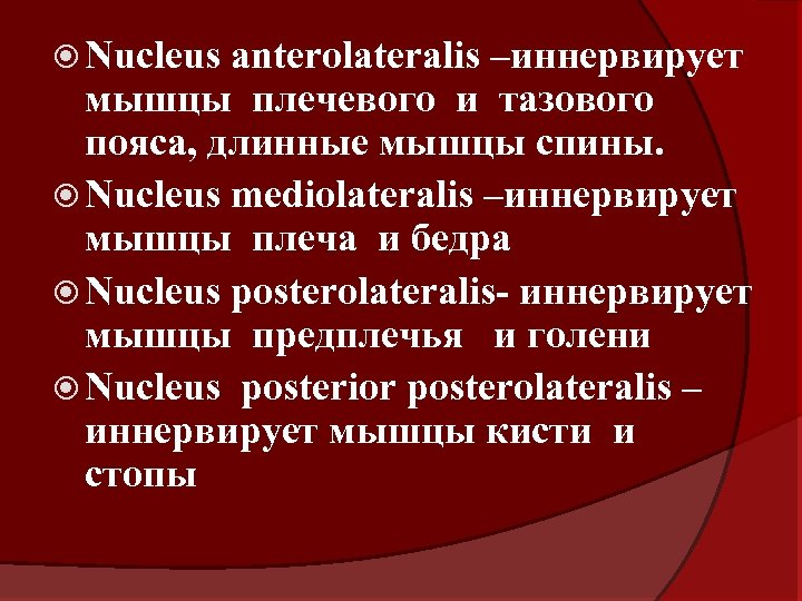  Nucleus anterolateralis –иннервирует мышцы плечевого и тазового пояса, длинные мышцы спины. Nucleus mediolateralis