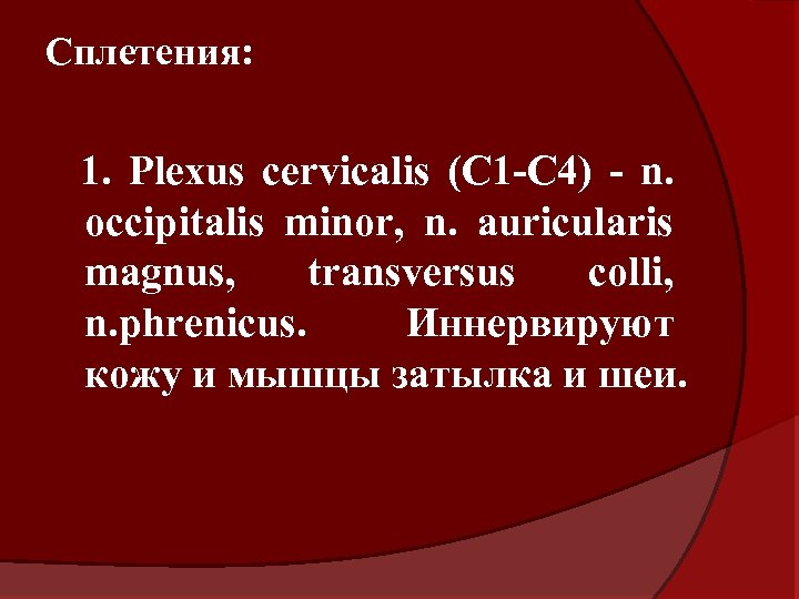 Сплетения: 1. Plexus cervicalis (C 1 -C 4) - n. occipitalis minor, n. auricularis