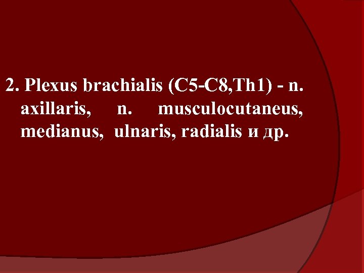 2. Plexus brachialis (C 5 -C 8, Th 1) - n. axillaris, n. musculocutaneus,