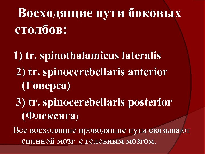Восходящие пути боковых столбов: 1) tr. spinothalamicus lateralis 2) tr. spinocerebellaris anterior (Говерса) 3)
