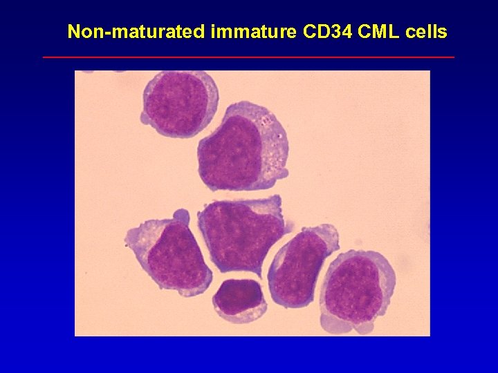 Non-maturated immature CD 34 CML cells 