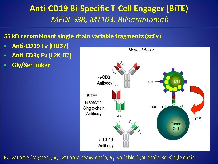Anti-CD 19 Bi-Specific T-Cell Engager (Bi. TE) MEDI-538, MT 103, Blinatumomab 55 k. D