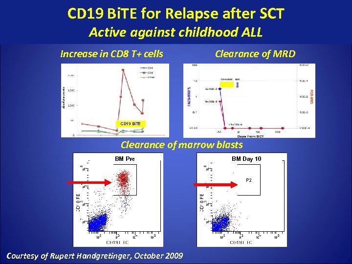 CD 19 Bi. TE for Relapse after SCT Active against childhood ALL Increase in