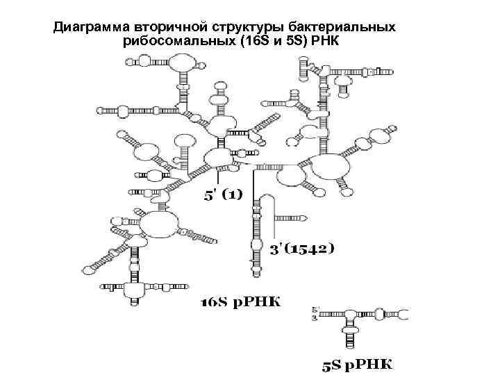 Диаграмма вторичной структуры бактериальных рибосомальных (16 S и 5 S) РНК 