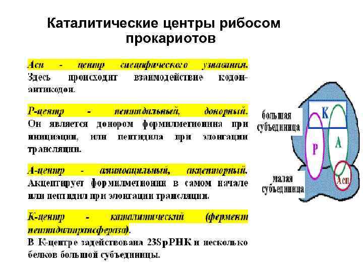 Каталитические центры рибосом прокариотов 