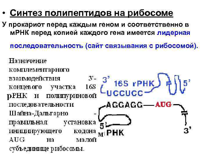  • Синтез полипептидов на рибосоме У прокариот перед каждым геном и соответственно в