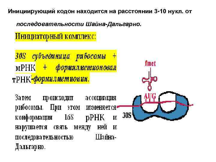 Инициирующий кодон находится на расстоянии 3 -10 нукл. от последовательности Шайна-Дальгарно. 