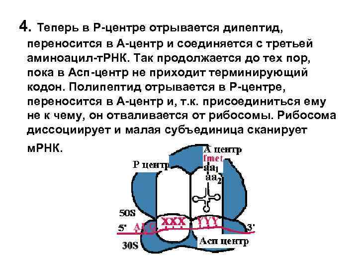 4. Теперь в Р-центре отрывается дипептид, переносится в А-центр и соединяется с третьей аминоацил-т.