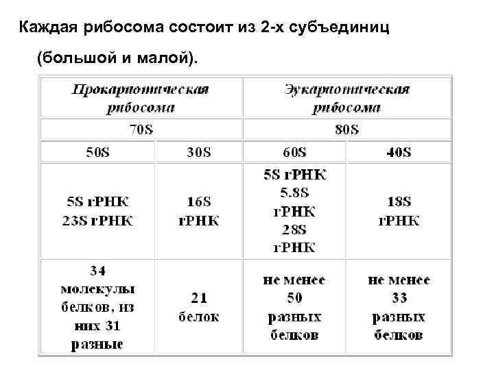 Каждая рибосома состоит из 2 -х субъединиц (большой и малой). 