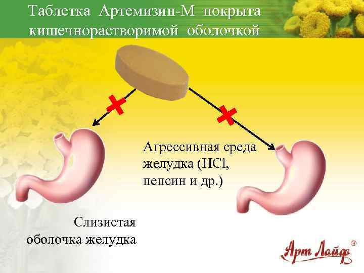 Таблетка Артемизин-М покрыта кишечнорастворимой оболочкой Агрессивная среда желудка (HCl, пепсин и др. ) Слизистая
