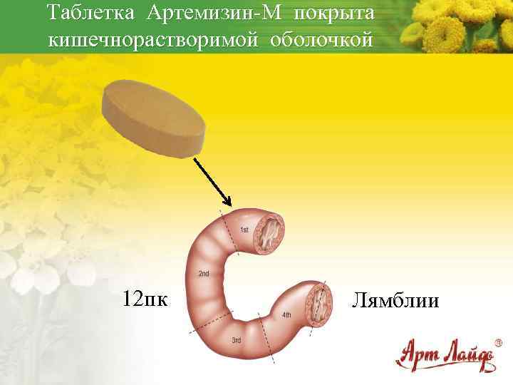 Таблетка Артемизин-М покрыта кишечнорастворимой оболочкой 12 пк Лямблии 