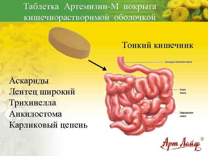 Таблетка Артемизин-М покрыта кишечнорастворимой оболочкой Тонкий кишечник Аскариды Лентец широкий Трихинелла Анкилостома Карликовый цепень