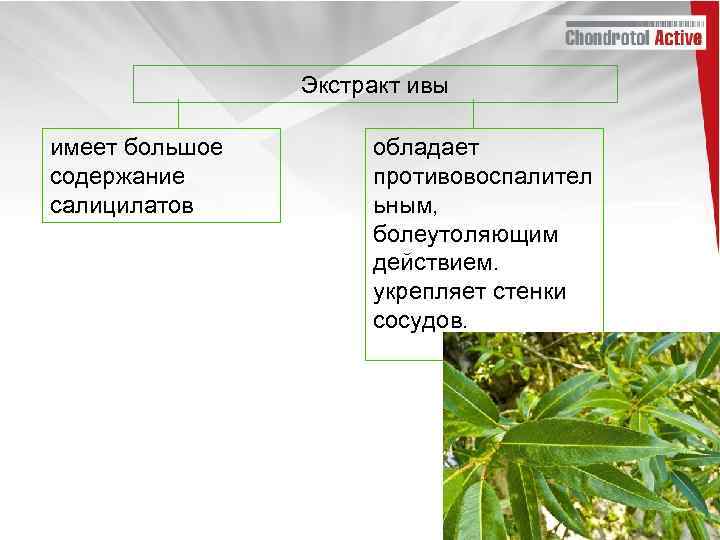 Экстракт ивы имеет большое содержание салицилатов обладает противовоспалител ьным, болеутоляющим действием. укрепляет стенки сосудов.