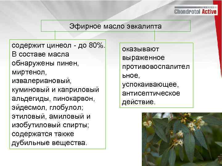 Эфирное масло эвкалипта содержит цинеол - до 80%. В составе масла обнаружены пинен, миртенол,