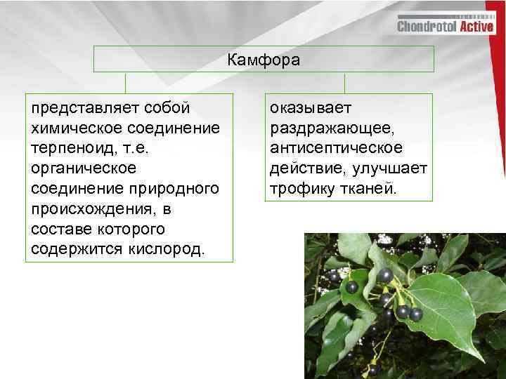 Камфора представляет собой химическое соединение терпеноид, т. е. органическое соединение природного происхождения, в составе